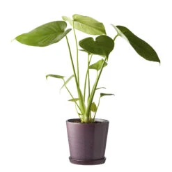 Bitz Pot Met Schotel Ø14 Cm -Woondecoratie 44461 05 02 fa0fedf3d1