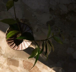 Menu Cresco Propagation Vaas 2-delig -Woondecoratie 577999 01 40 EnvironmentImage 147c34f01b